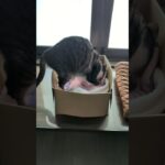 猫の長いふみふみ🐱 – Cats kneading a bed for a long time – #shorts #cat