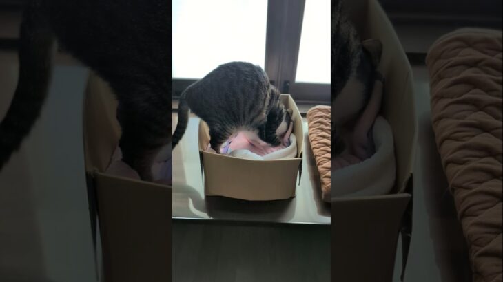 猫の長いふみふみ🐱 – Cats kneading a bed for a long time – #shorts #cat