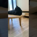 何か見た猫🐱 – Cats see something – #shorts #cat