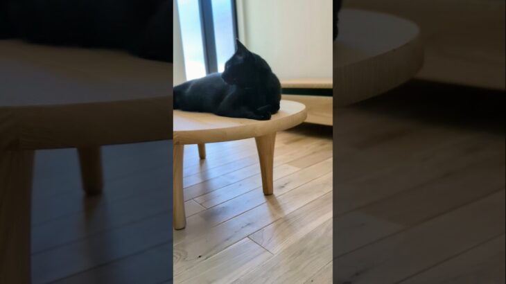 何か見た猫🐱 – Cats see something – #shorts #cat