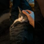 急に大人しくなる猫🐱 – My cat is timid when it comes to touching her head – #shorts #cat