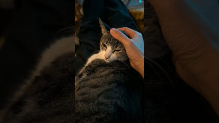 急に大人しくなる猫🐱 – My cat is timid when it comes to touching her head – #shorts #cat