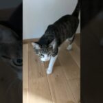 猫チェックは早い🐱 – My cat’s an efficient worker – #shorts