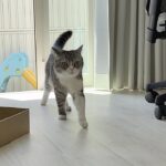 「ごはんだよ〜」と呼ぶと庭から秒で帰ってくるもちが可愛すぎます笑