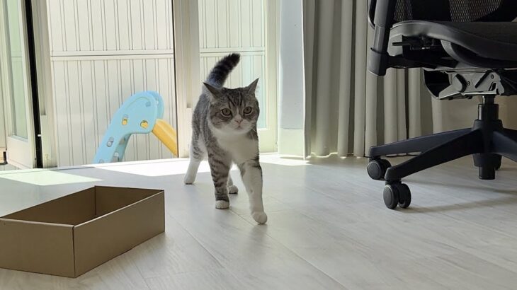 「ごはんだよ〜」と呼ぶと庭から秒で帰ってくるもちが可愛すぎます笑