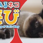 意味ある猫の遊び