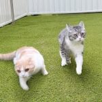 お散歩中に地震が起きたら猫たちが大慌てで大変なことに…