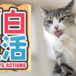 猫の面白生活