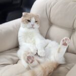 健康診断で大暴れするので鎮静剤を飲まされた猫がこうなっちゃいました…