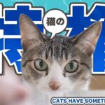 猫の特権