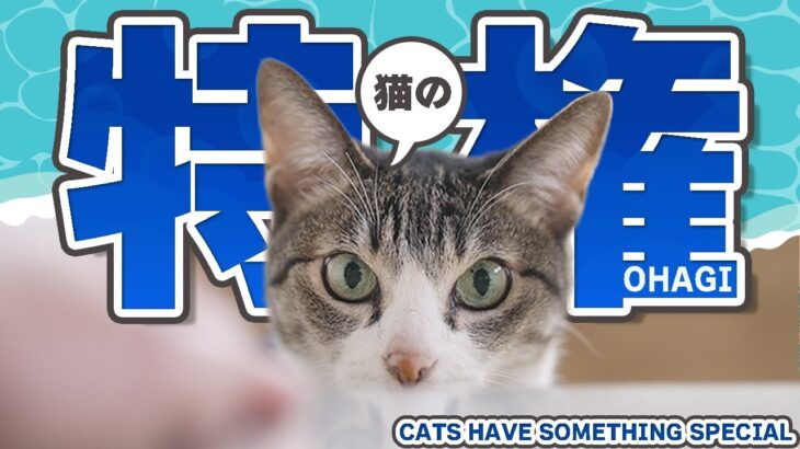 猫の特権
