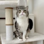 【朗報】もちの術後検査の結果について。