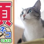 猫の頭脳