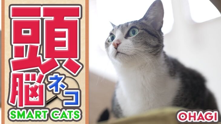 猫の頭脳