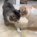 おもちゃに夢中になりすぎて思いっきり頭をぶつけた猫たちがこうなっちゃいました…