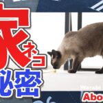 家猫の秘密