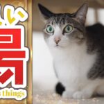 猫の新しい場