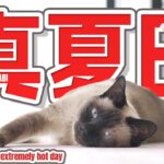 真夏日の快適な猫