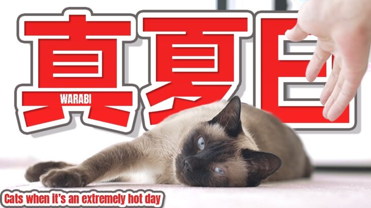 真夏日の快適な猫