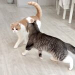 弟と遊びたくて四六時中ストーカーしてたらついに嫌われてこうなっちゃいました…