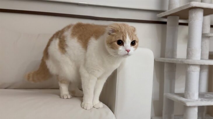 夜中に急に猫が全身の毛を逆立てて何かに怯え始めたと思ったら…
