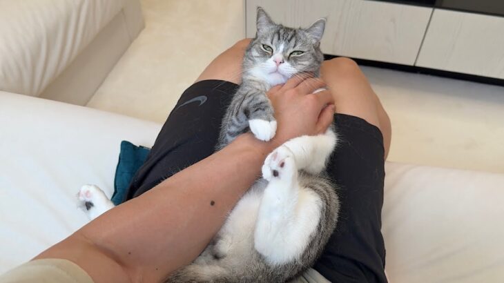 テレビ見てると甘えんぼ猫が「こっち見て」と腕を掴んで離してくれないので困ってます…