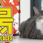 猫の場にまつわること