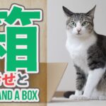 猫と箱と幸せと