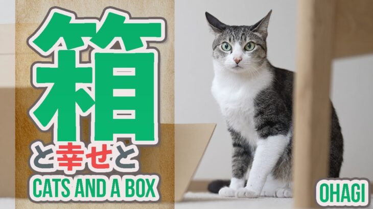 猫と箱と幸せと