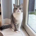 「土砂降りだから今日はお散歩に行けないよ」と伝えたら猫がこうなっちゃいました…