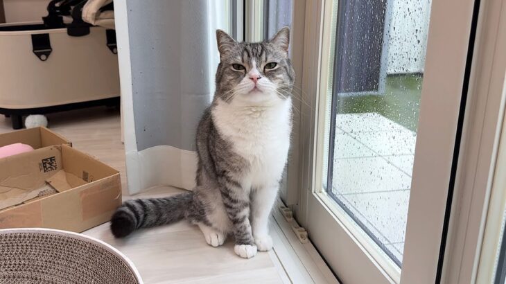 「土砂降りだから今日はお散歩に行けないよ」と伝えたら猫がこうなっちゃいました…