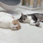 爆睡してる猫たちの側で我慢できずにくしゃみしたらこうなっちゃいました…