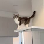 もちがレンジフードの上で何かやってると思ったら…