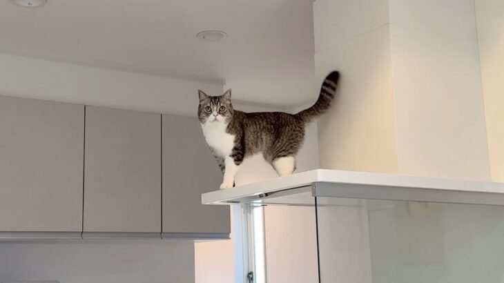 もちがレンジフードの上で何かやってると思ったら…