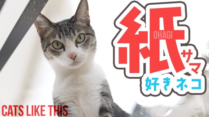 紙サマ好き猫