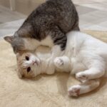 夜中に兄の愛情が爆発してしまって困ってた弟がこうなってましたw