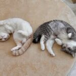 お互いにくっついてないと落ち着かなくてお昼寝できない猫たちがあまりにも可愛すぎましたw