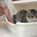 検尿カップで猫のおしっこを取ろうとしたらまさかの事態になりましたw