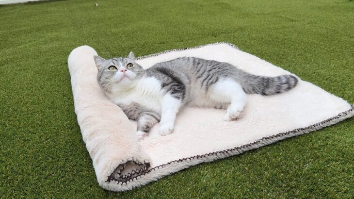 庭にお布団敷いてみたら気持ち良すぎて帰ってこなくなっちゃった猫がこちらですw