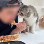 たこ焼きパーティしてたらひと口貰いたくて横からおねだりしてくる猫たちが可愛すぎましたwww