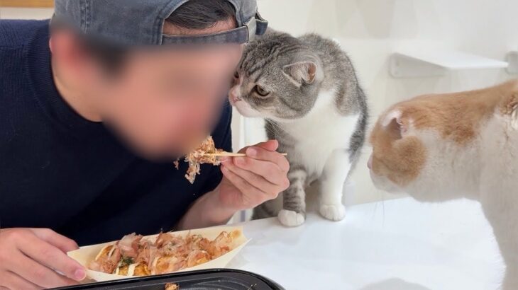 たこ焼きパーティしてたらひと口貰いたくて横からおねだりしてくる猫たちが可愛すぎましたwww