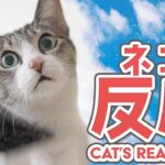 猫の反応【2025年】
