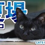 夏場の猫【2025年】