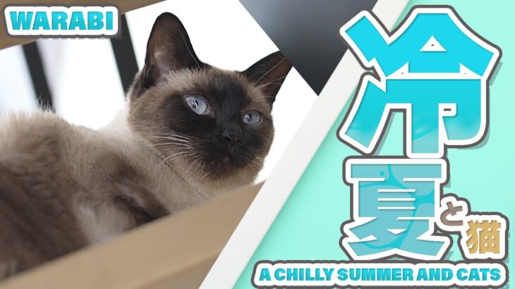 冷夏と猫【2025】