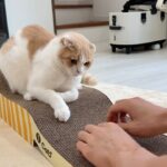 2歳になっても爪研ぎを覚えてくれない猫にもう一度教え直してみたらこうなりましたw
