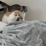 猫たちが朝5時に起こしてくるので布団に潜って無視したらこうなっちゃいましたw