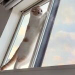 毎朝5時にベランダの小鳥に挨拶してる猫が可愛すぎましたwww