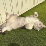 朝5時にお散歩に連れて行ったら日向ぼっこが気持ち良すぎて猫がこうなっちゃいましたwww