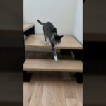 階段を降りるキジ猫🐱 – A cat goes down the stairs – #shorts #cat