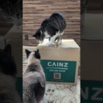 箱の上の猫🐱 – A cat is on a box – #shorts #cat